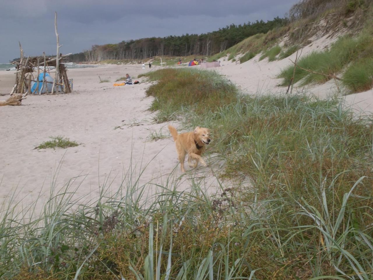 Achtern - Diek - am Strand Zingst Buitenkant foto